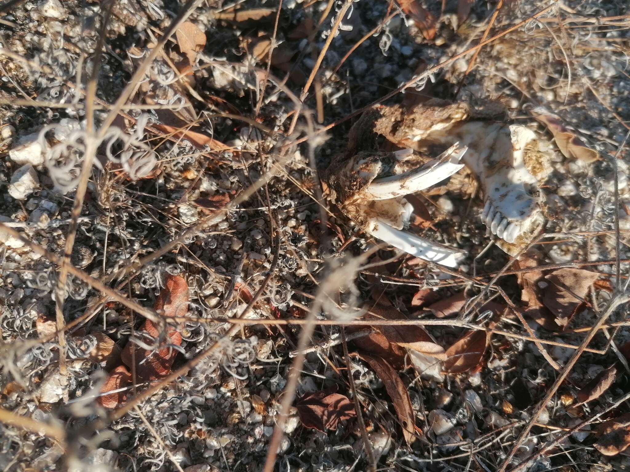 Image of giant pocket gopher