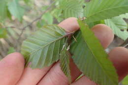 Image of Carpinus kawakamii Hayata