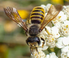 Image of Megachile fidelis Cresson 1878