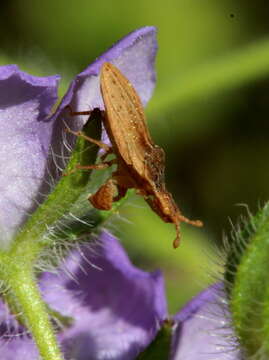 Lophoscutus Kormilev 1951 resmi