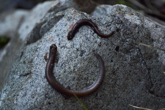 Image of Garden Slender Salamander