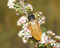 Image of Temognatha variabilis (Donovan 1805)