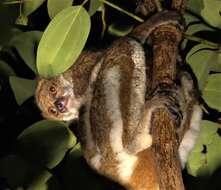 Image of Masoala Woolly Lemur