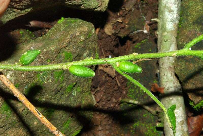 Image of Pyrenacantha grandiflora Baill.