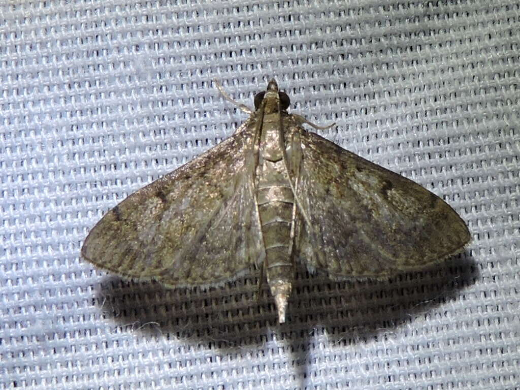 Image of Dusky Herpetogramma