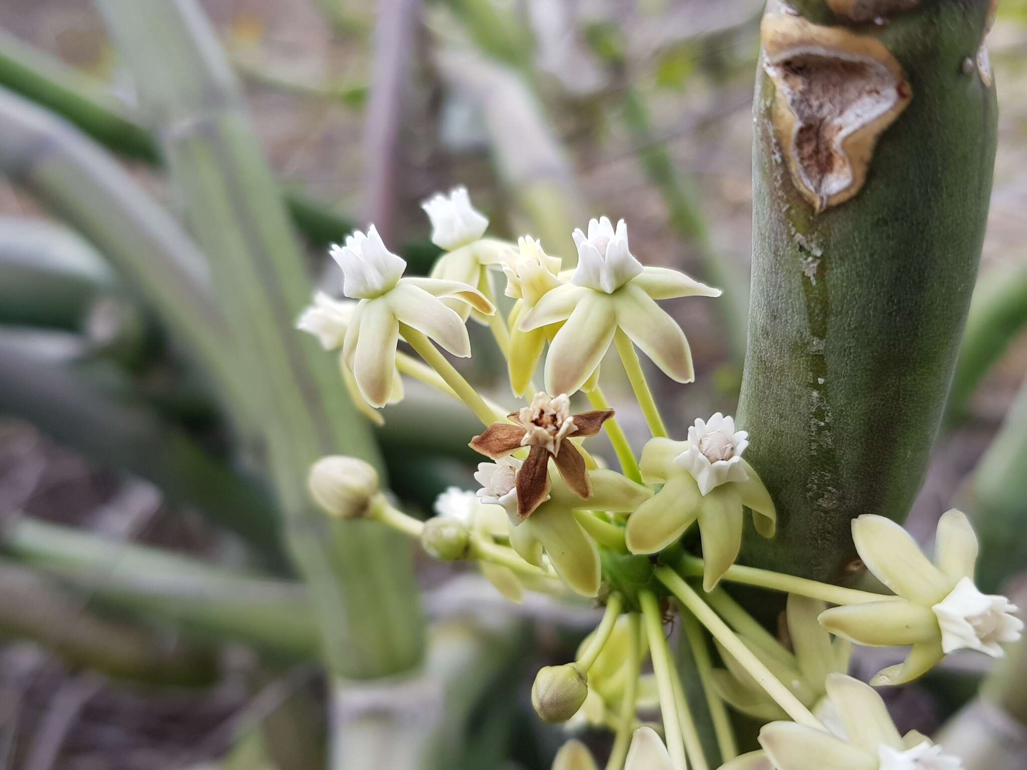 Image of Cynanchum floriferum Liede & Meve