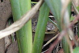 Image of Clarence River Snake