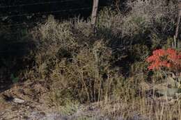 Image of Aloe striata Haw.