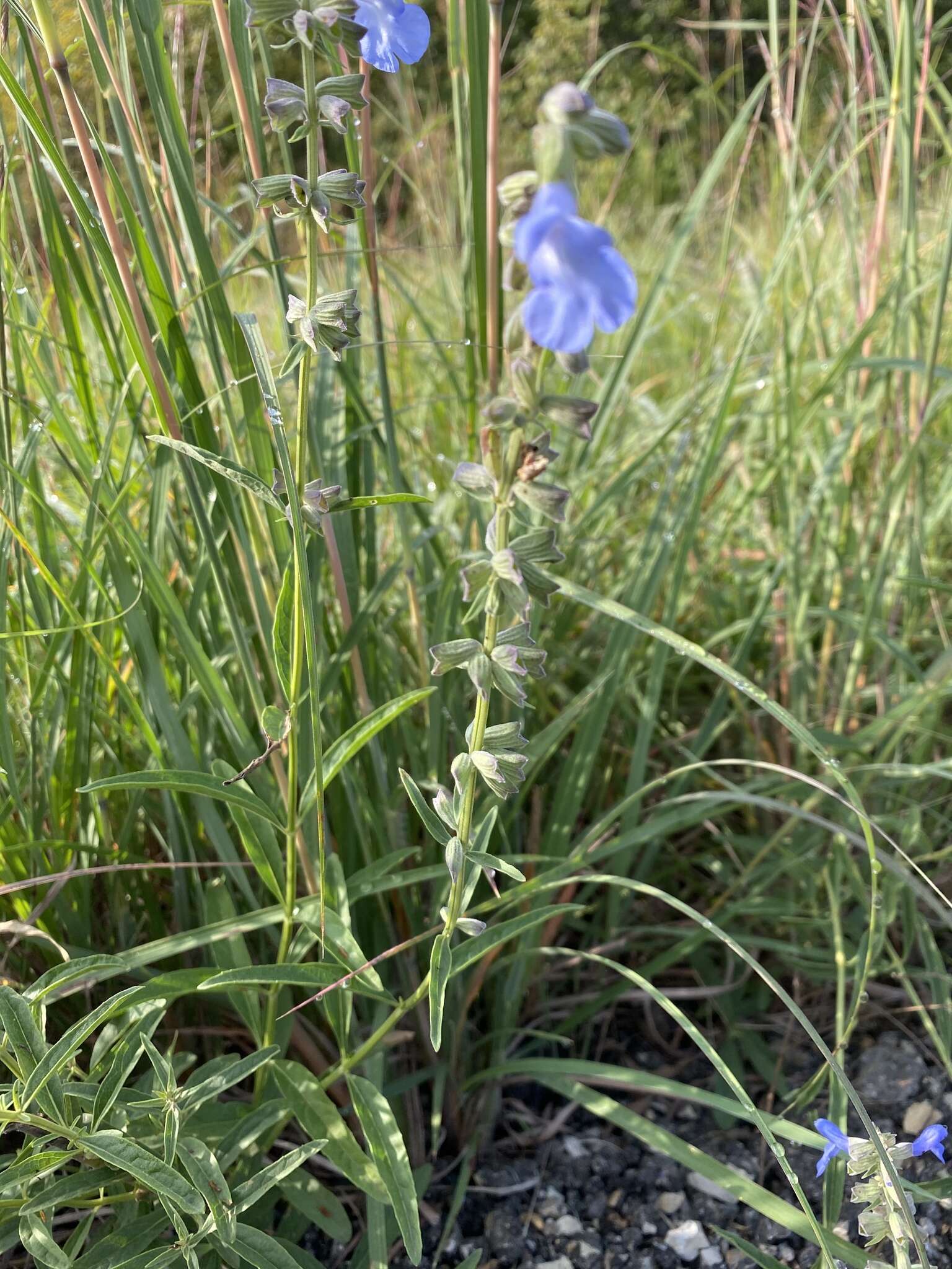 Image of azure blue sage