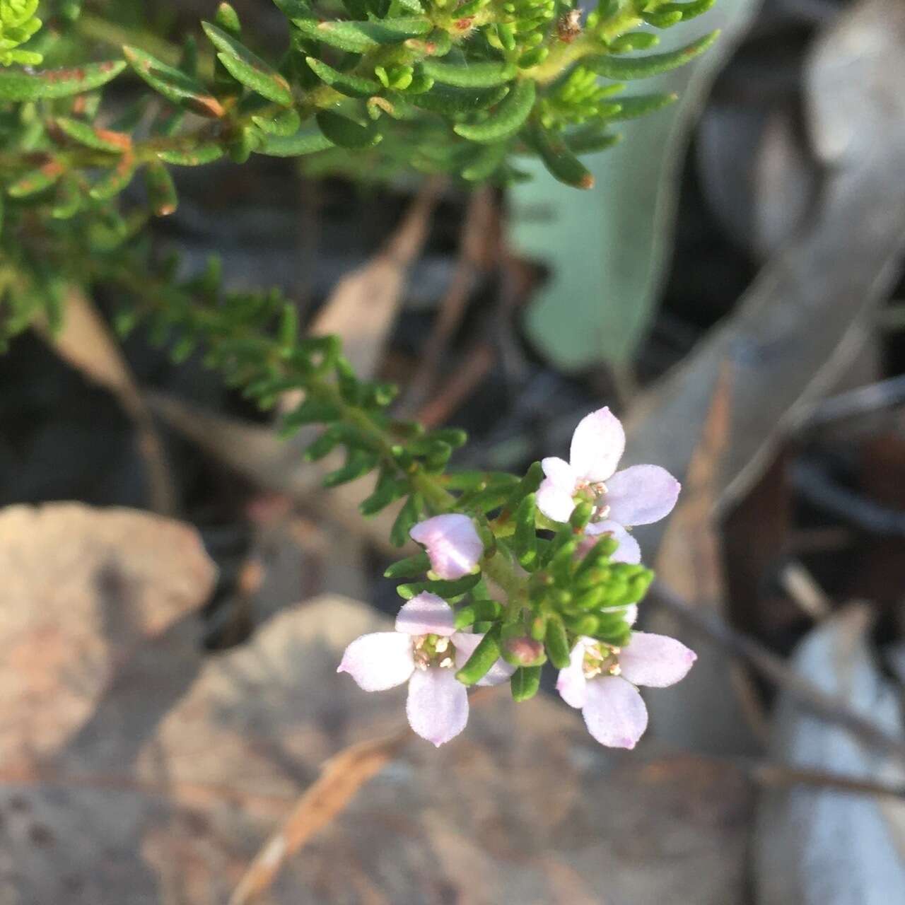 Image of Zieria aspalathoides A. Cunn. ex Benth.