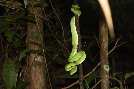 Image of Corallus batesii (Gray 1860)