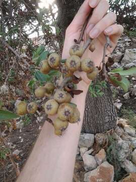 Слика од Pyrus spinosa Forsk.