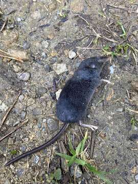 Image of Alpine Shrew