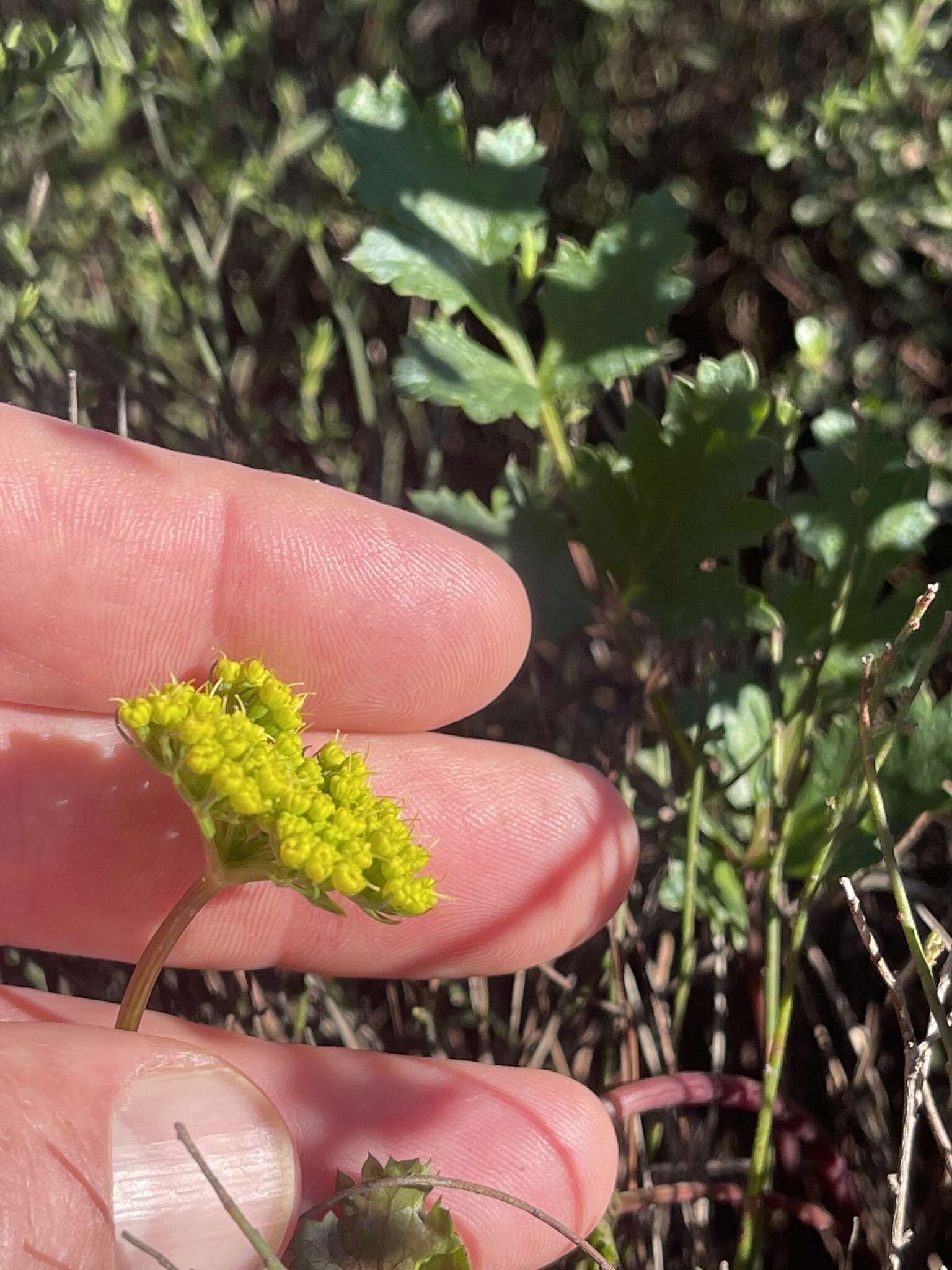 Lomatium parvifolium (Hook. & Arn.) Jepson的圖片