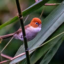 Image of White-breasted Parrotbill