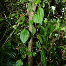 Image of Miconia neoepiphytica Michelang.