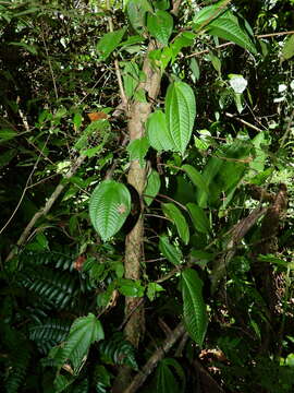 صورة Miconia neoepiphytica Michelang.