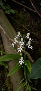 Image of Doll orchid