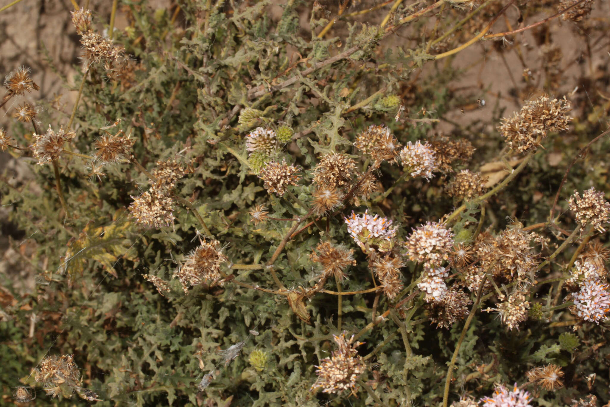 Image of Polyachyrus sphaerocephalus D. Don