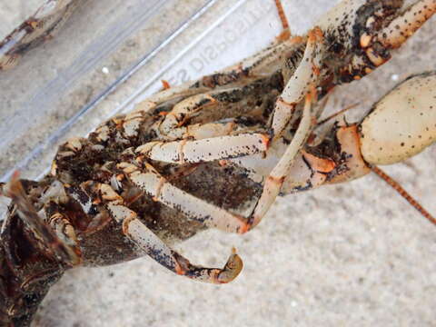 Image of Chattahoochee Crayfish