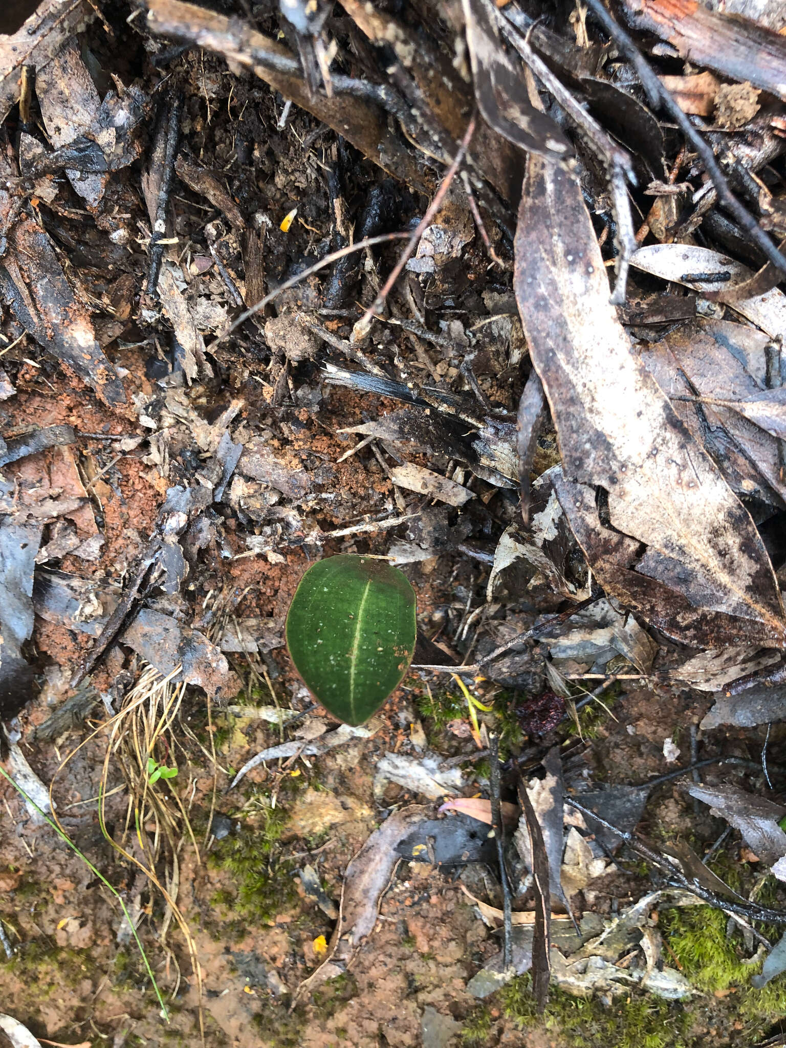 Image of Small tongue orchid