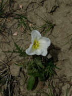 Image of Oenothera cespitosa subsp. cespitosa