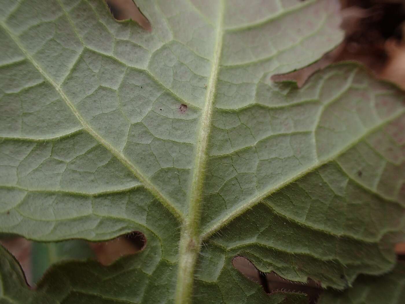 Polymnia canadensis L. resmi