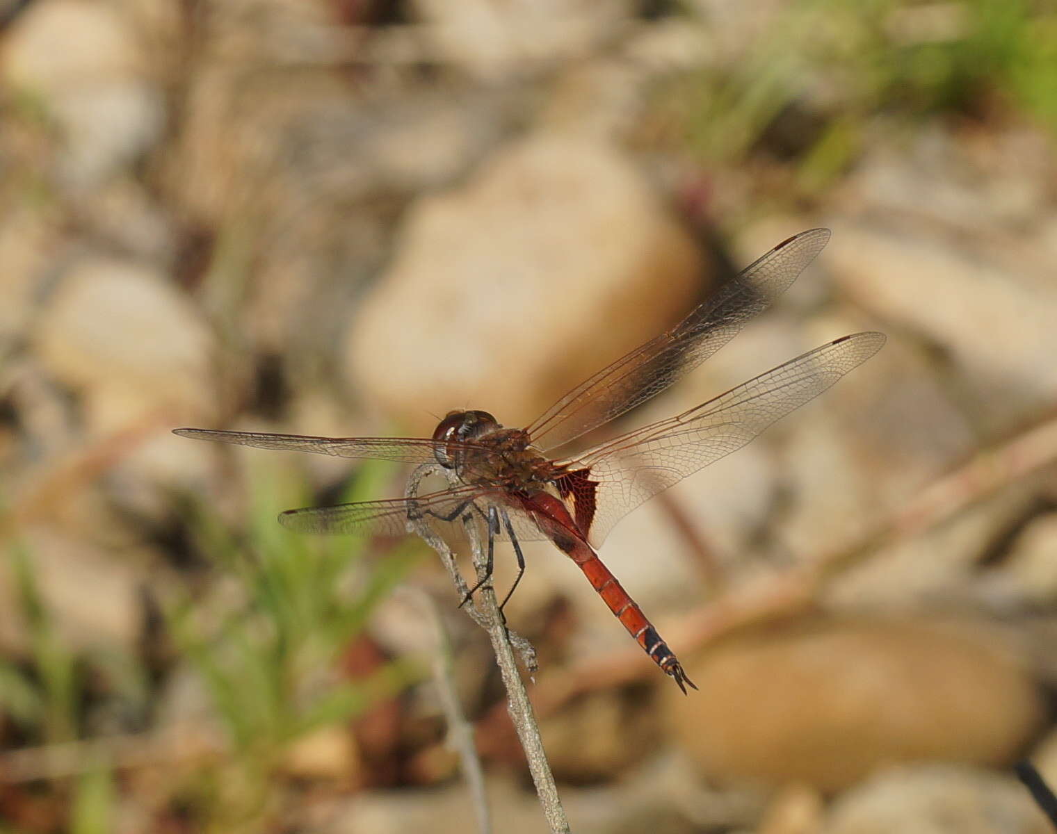 Image of Common Glider