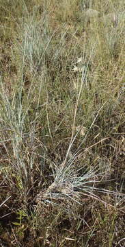 Image of Red grass