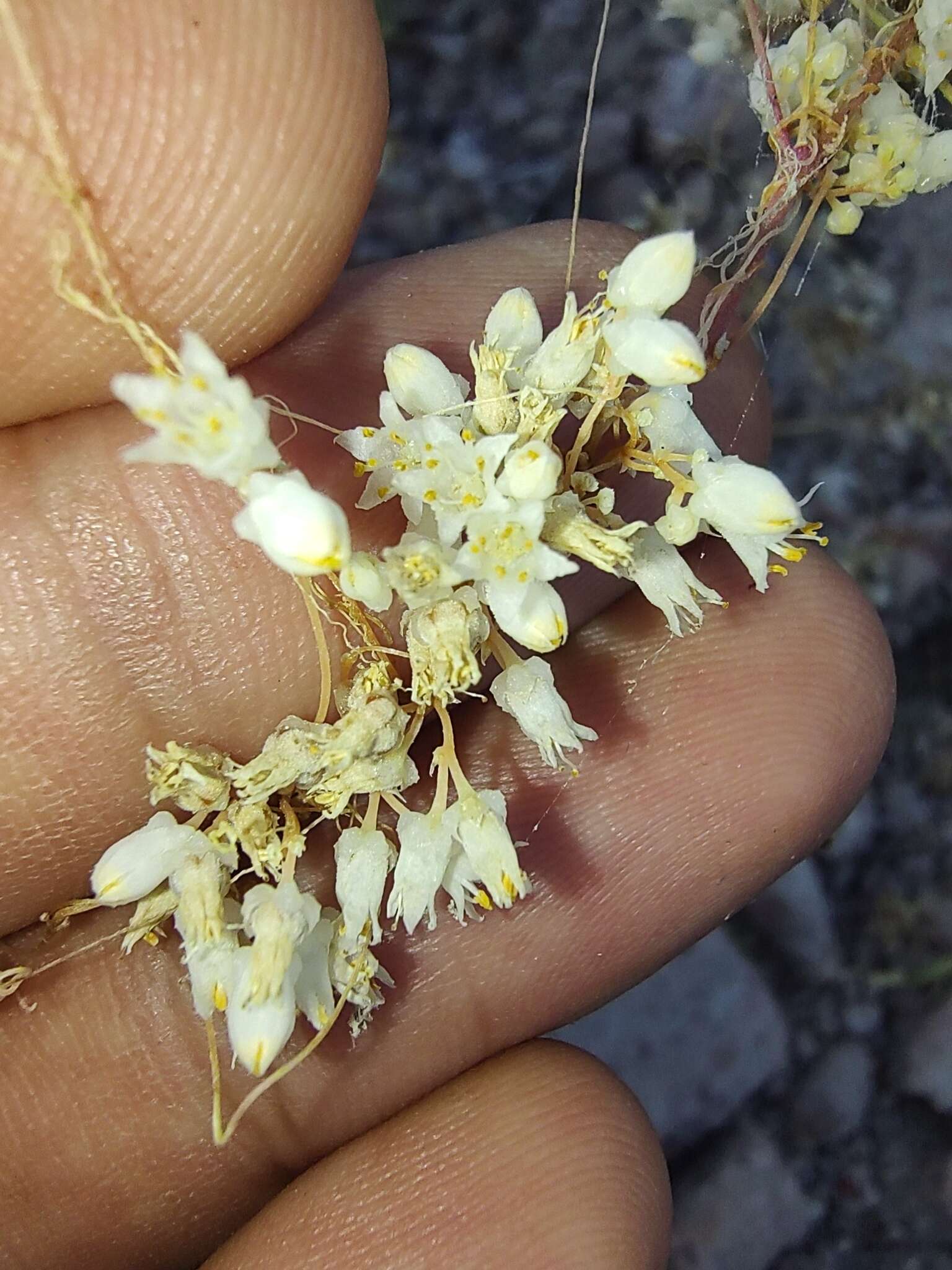 Imagem de Cuscuta tuberculata T. S. Brandegee