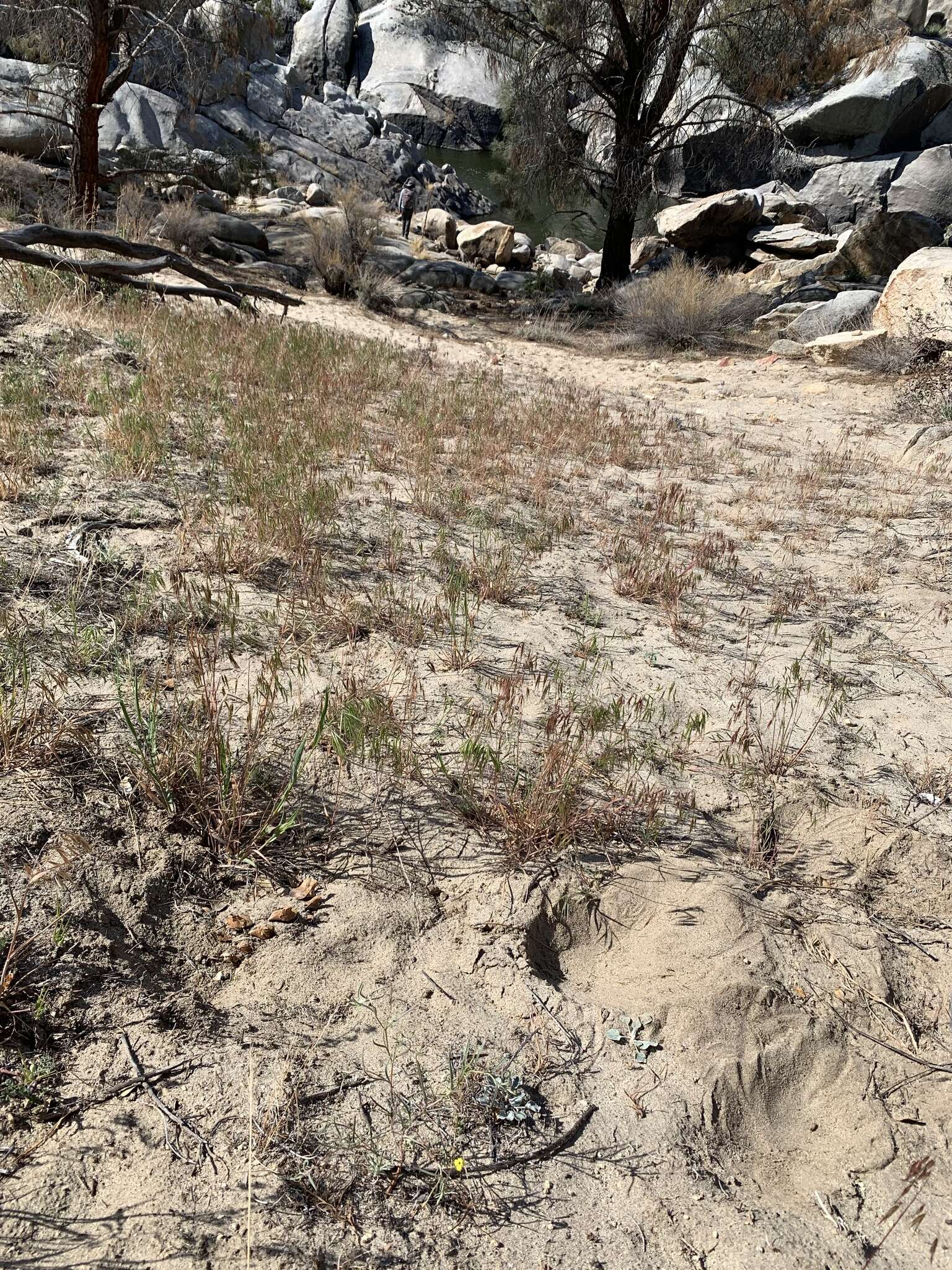 Image of Kern River evening primrose