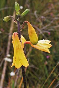 Image of Blandfordia grandiflora R. Br.