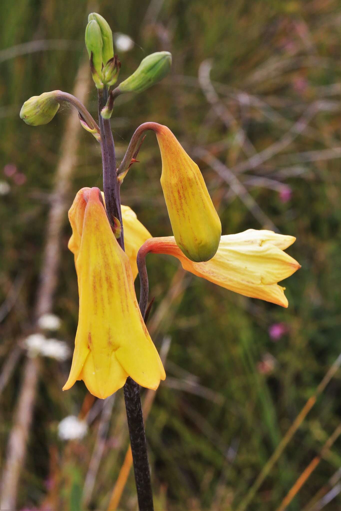 Слика од Blandfordia grandiflora R. Br.