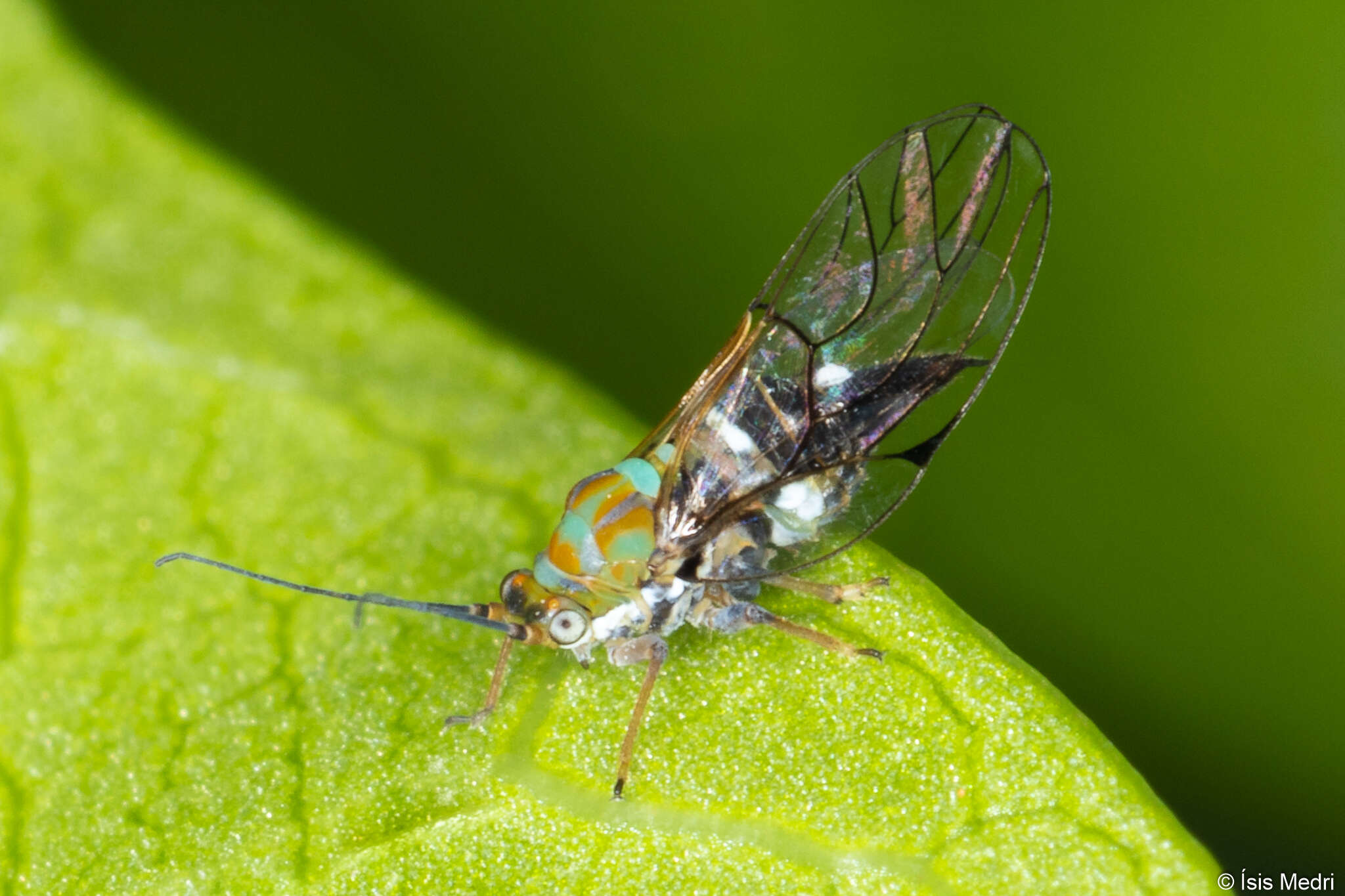 Image de Gyropsylla cannela (Crawford 1925)