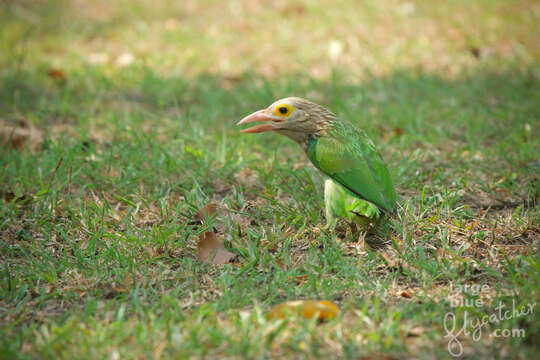 صورة Psilopogon lineatus hodgsoni (Bonaparte 1850)