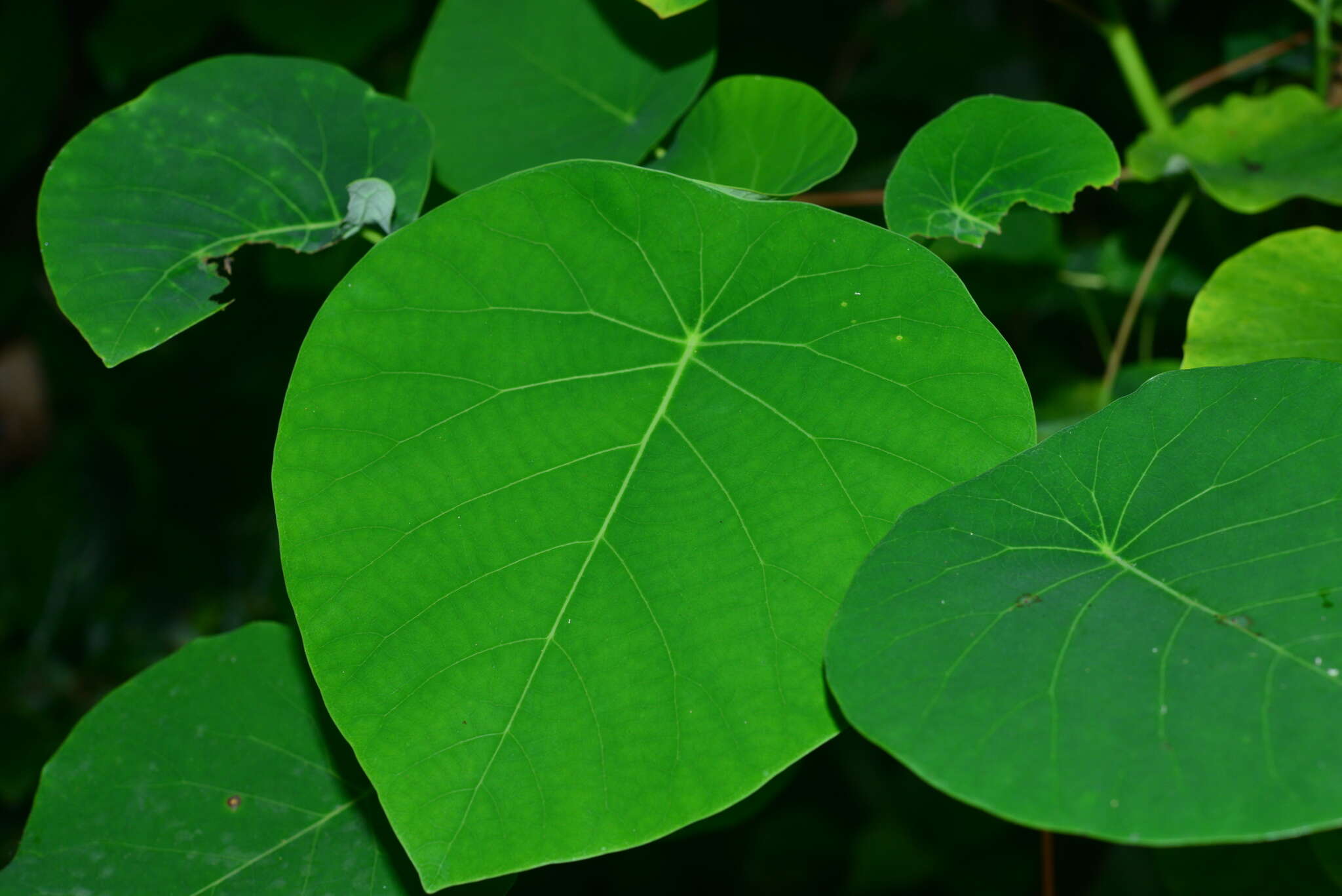 Imagem de Homalanthus fastuosus (Linden) Fern.-Vill.