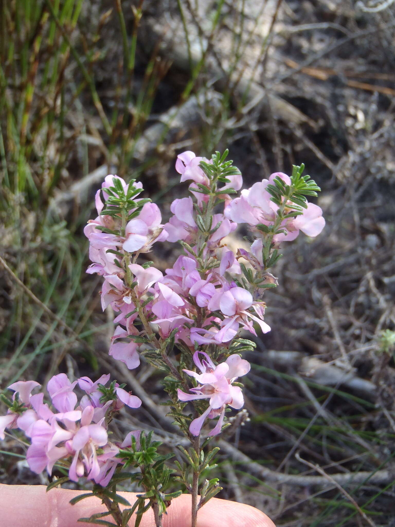 Indigofera pappei Fourc.的圖片