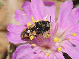 Image of Acmaeodera parkeri Cazier 1940