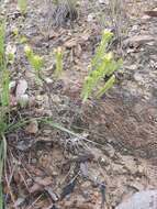 Image of Crassula ericoides subsp. ericoides