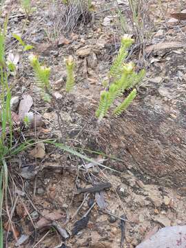 Image of Crassula ericoides Haw.