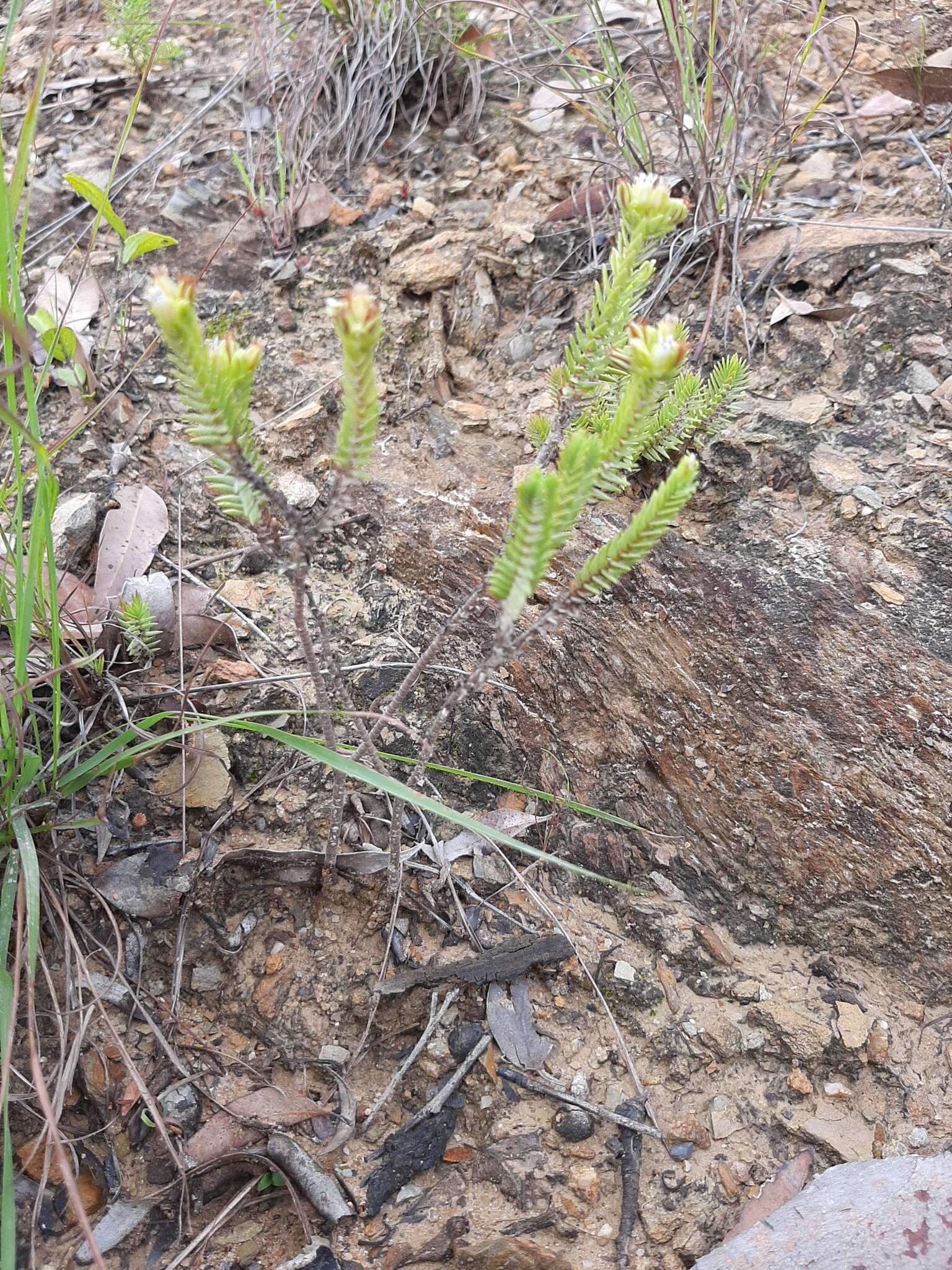 Image of Crassula ericoides subsp. ericoides