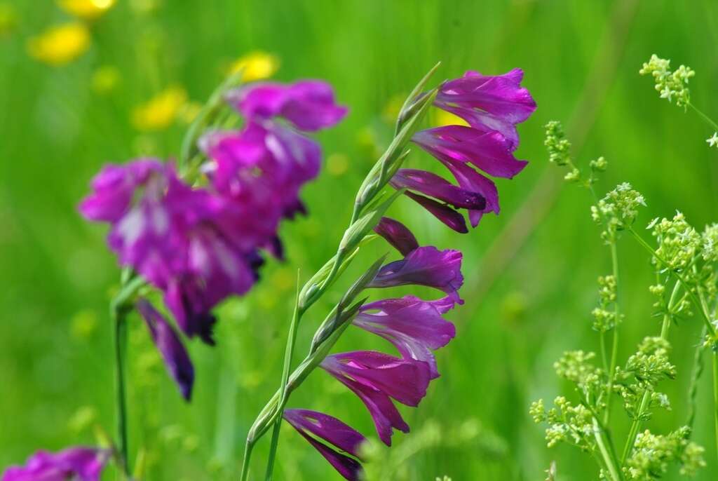 Слика од Gladiolus imbricatus L.