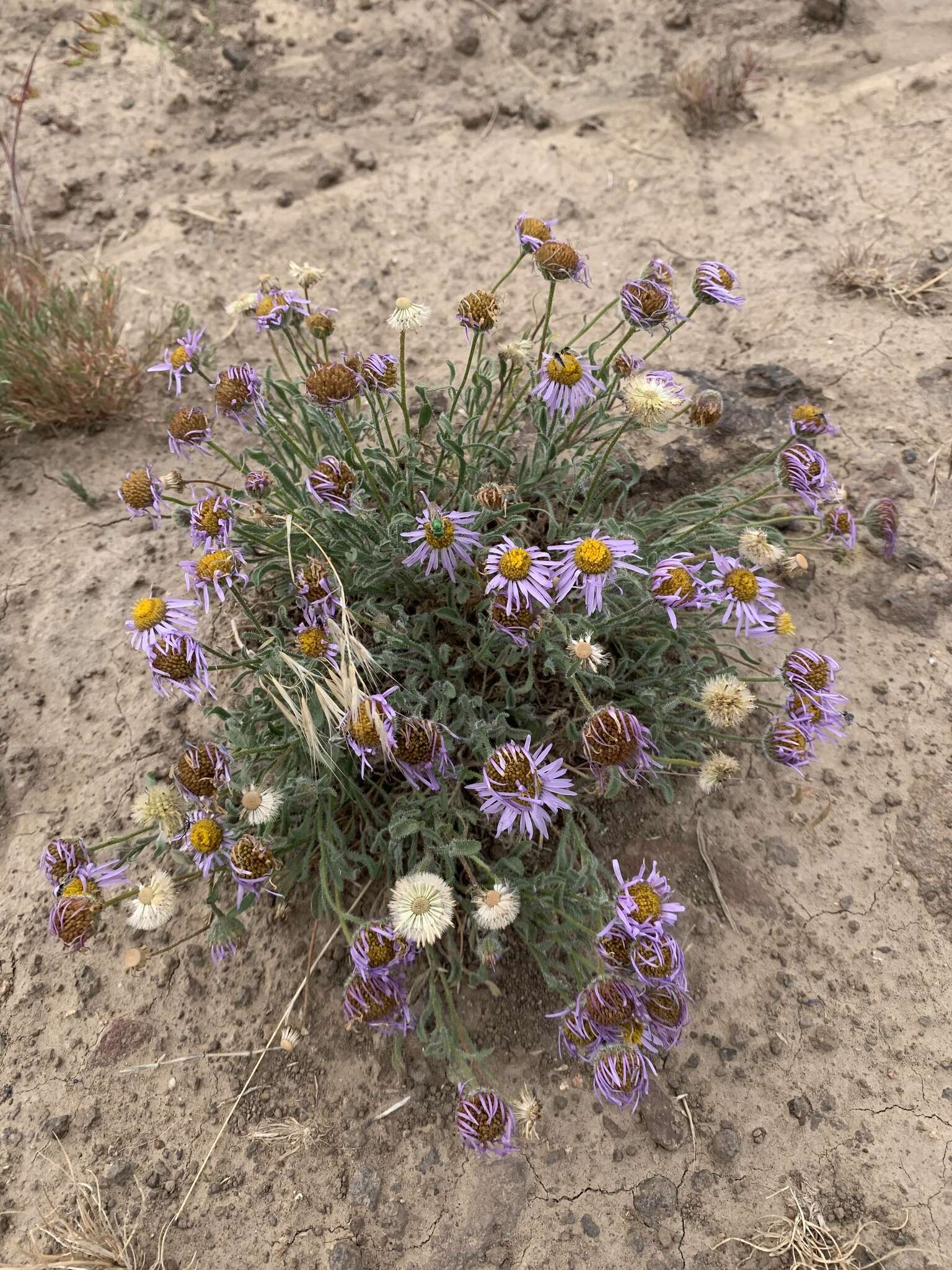 Imagem de Erigeron poliospermus A. Gray