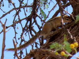 Image of Congo Rope Squirrel