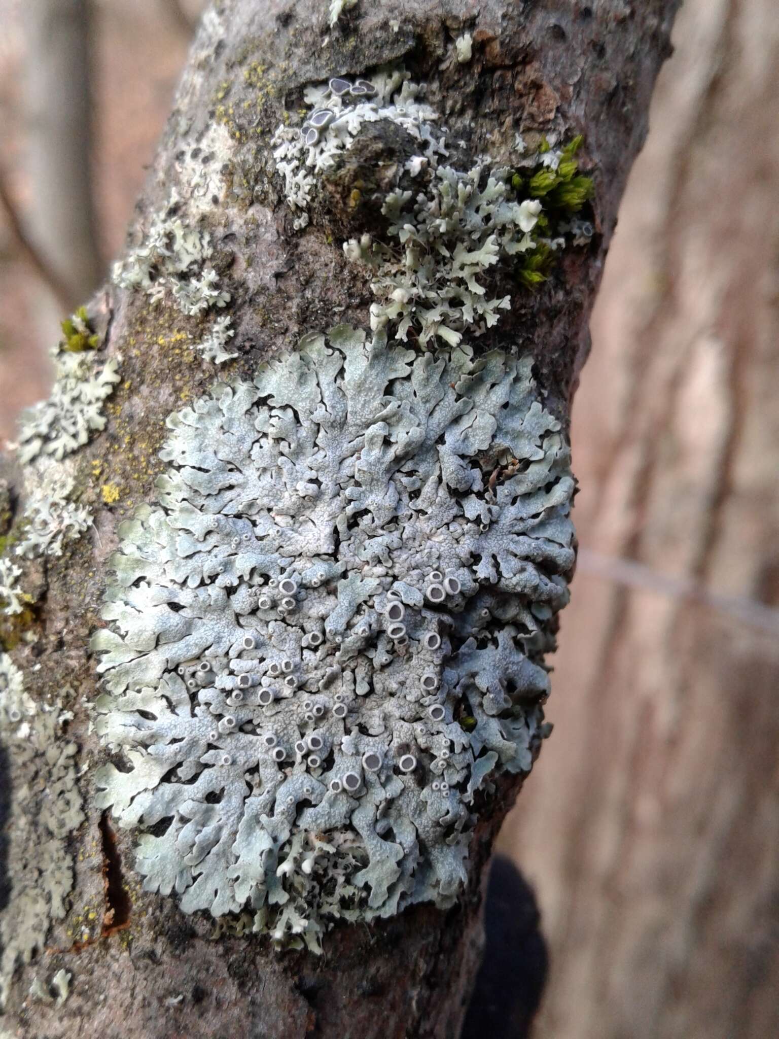 Image of rosette lichen