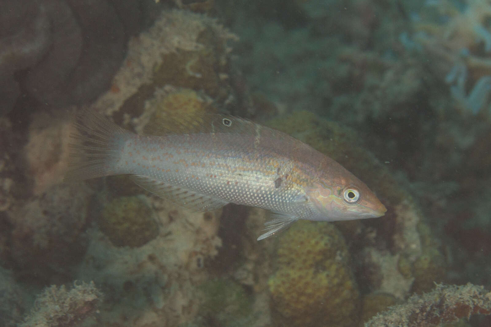 Слика од Coris batuensis (Bleeker 1856)