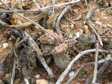 Image of Adromischus marianiae var. immaculatus Uitew.