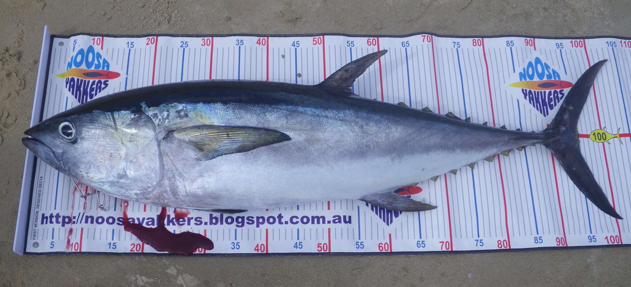 Image of Longtail Tuna