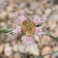 Слика од Dianthus libanotis Labill.