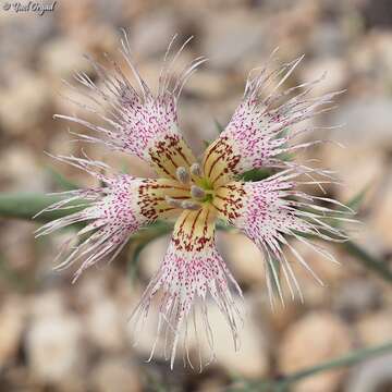 Image of Dianthus libanotis Labill.